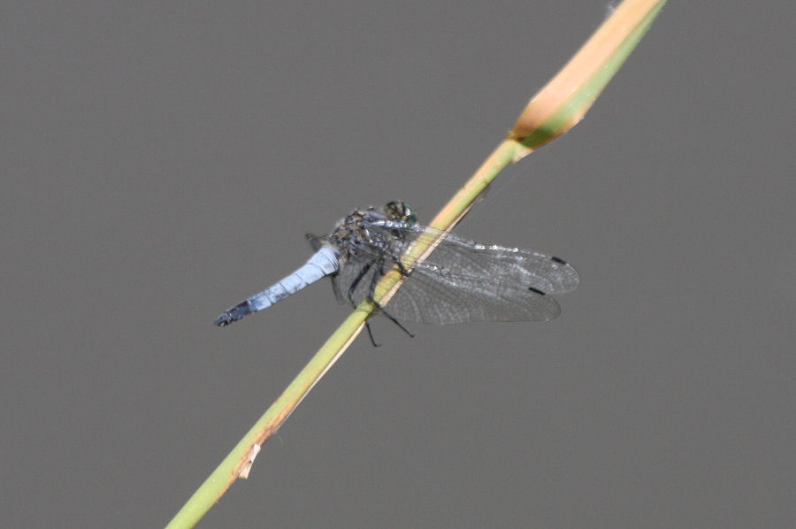 Orthetrum cancellatum? - S (maschio)